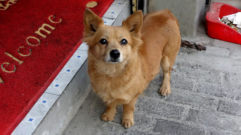 Εθελοντές κινητοποιούνται για να σώσουν τα ζώα συντροφιάς στη Σαγκάη